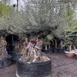 Olivenbaum - Bonsai 350 Jahre