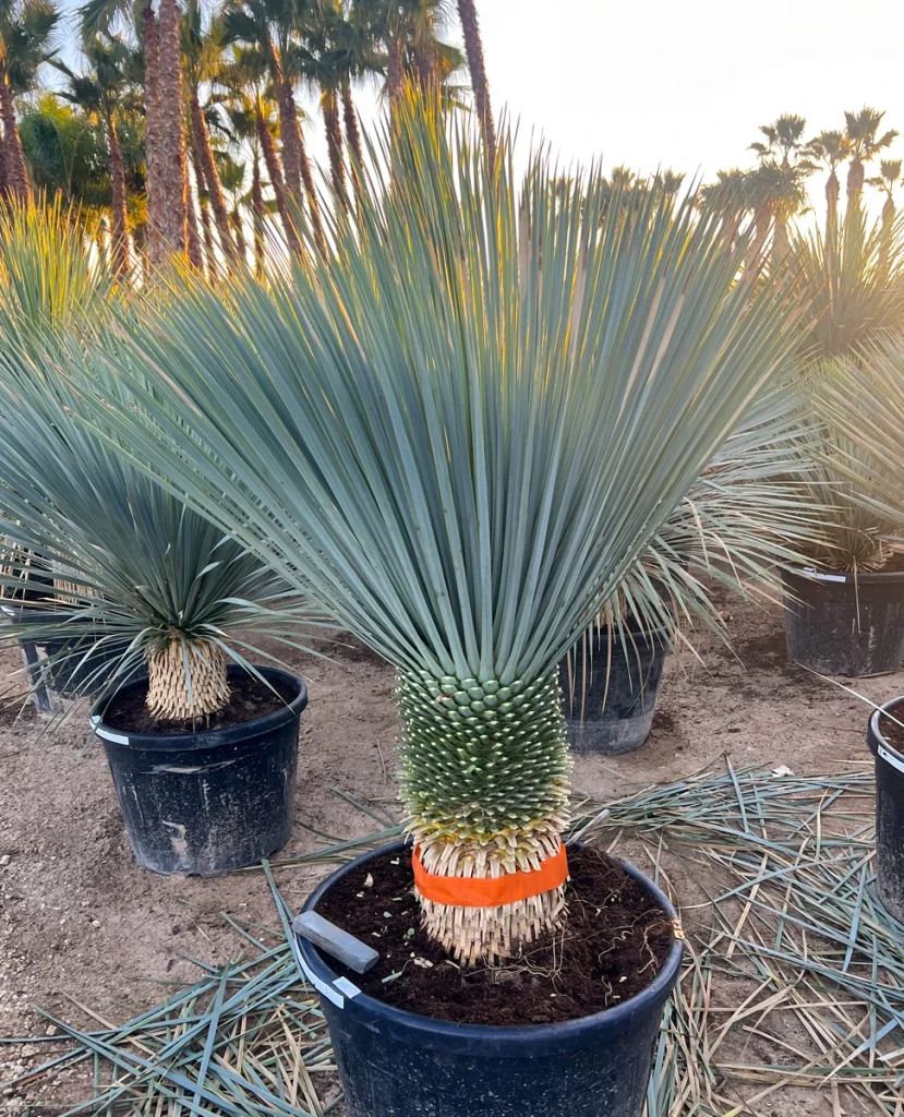 Blaue Yucca