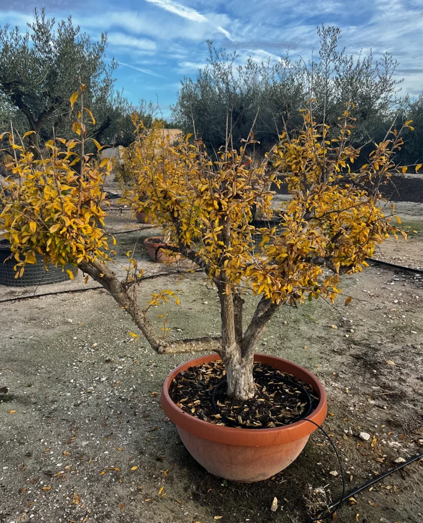 Granatapfelbaum