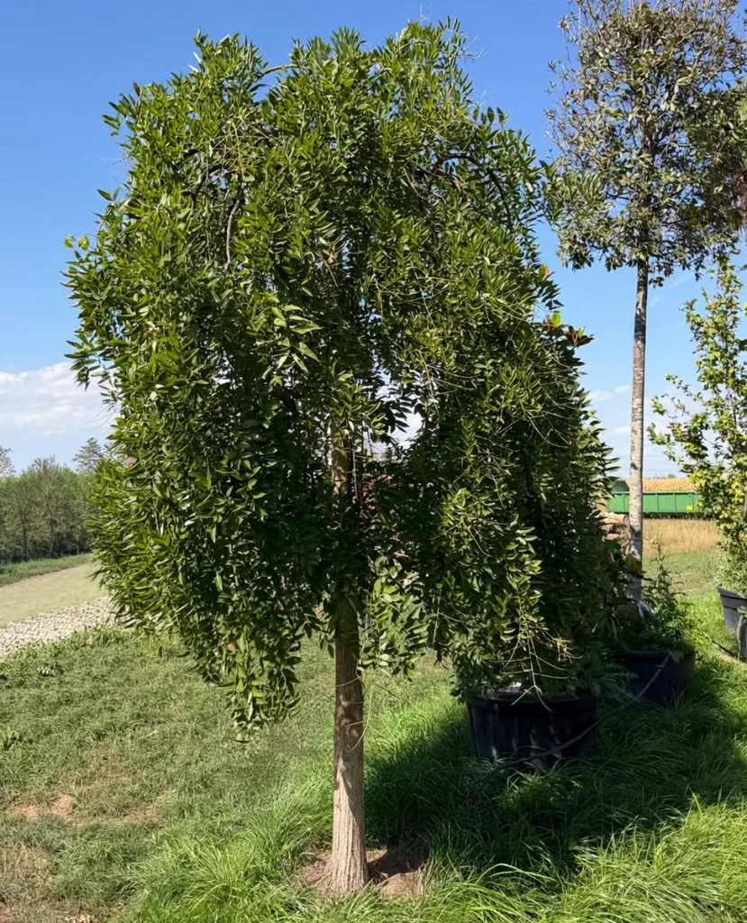 Hängender Japanischer Schnurbaum